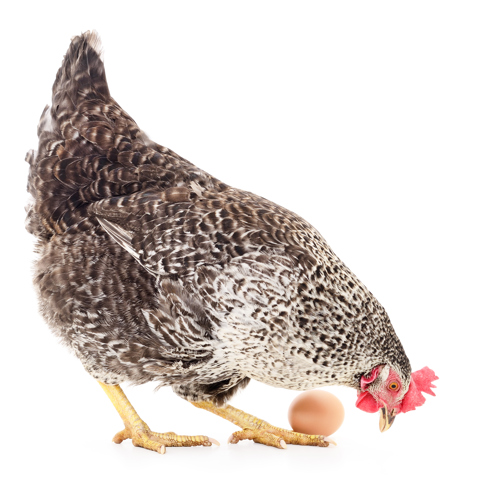 Honen Og Agget COLOURBOX13579042