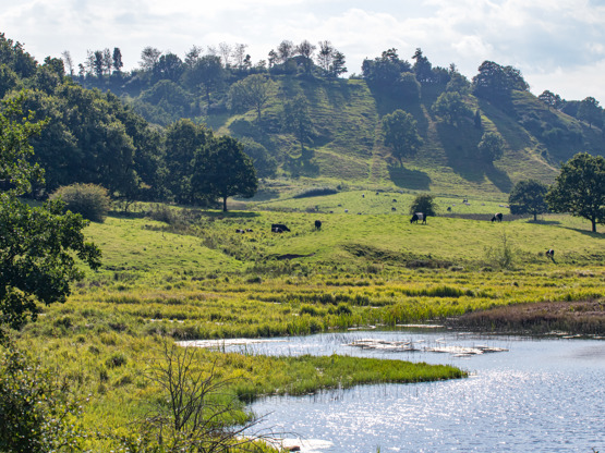 20160826 1534 FL MG 3993