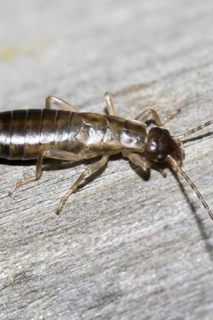 20160705 0337 FL MG 0796 Ørentvist