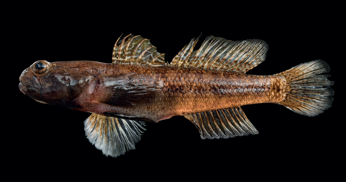 4 Fisk Lavformat 150X100 1 Hjemmeside