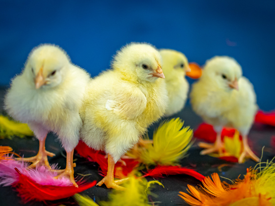 20260311 1531 FL IM 2002