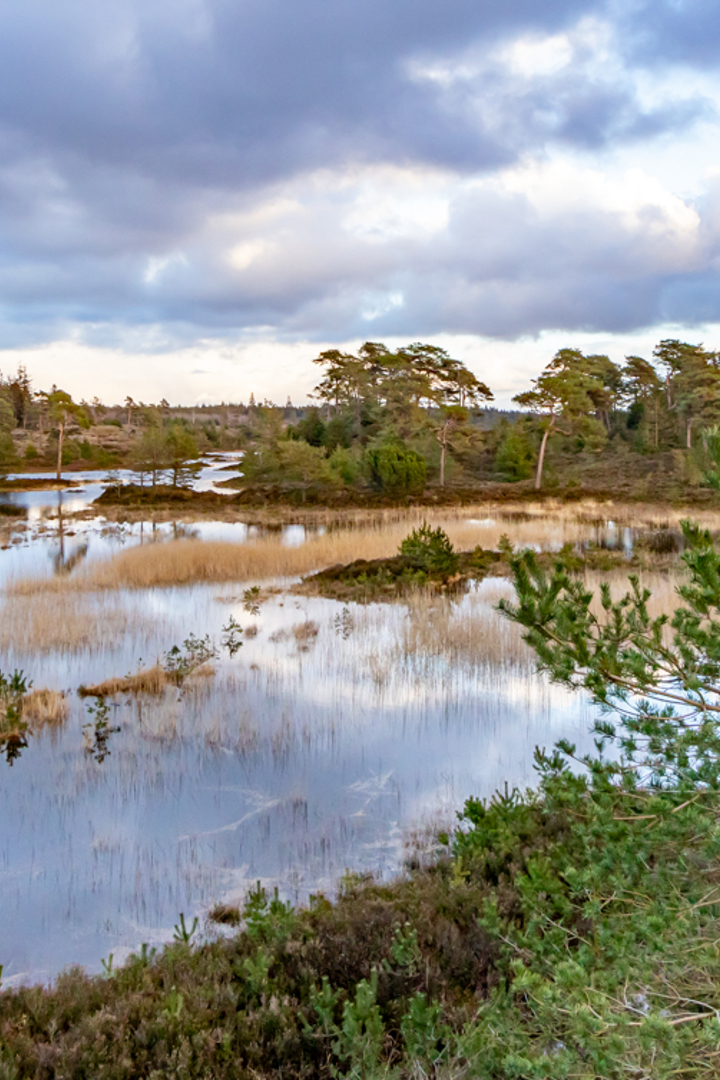20200304 1718 FL IMG 4345