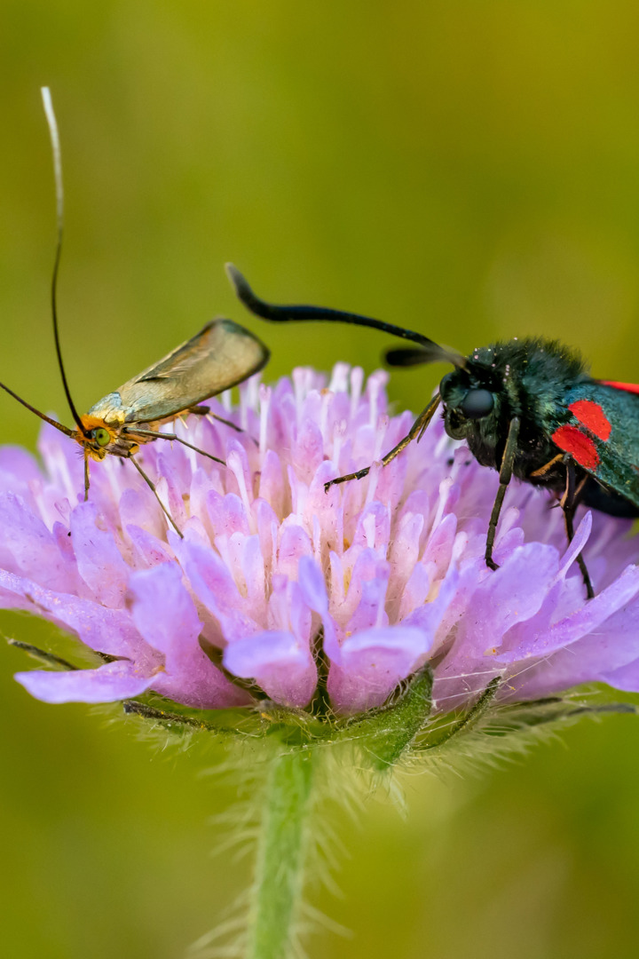 20220713 1727 FL K6A3632