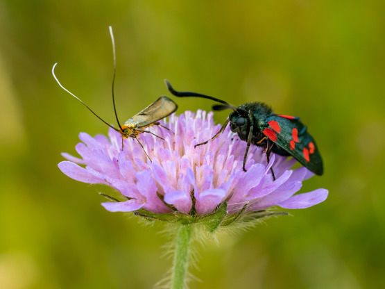 20220713 1727 FL K6A3632